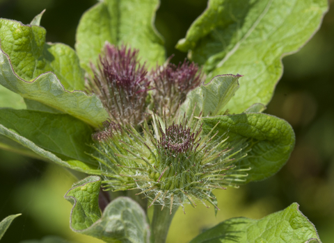 Greater burdock