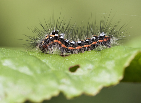 Yellow-tail moth caterpillar