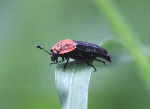 A red-breasted carrion beetle, with its distinctive red pronotum, standing on a folded over leaf